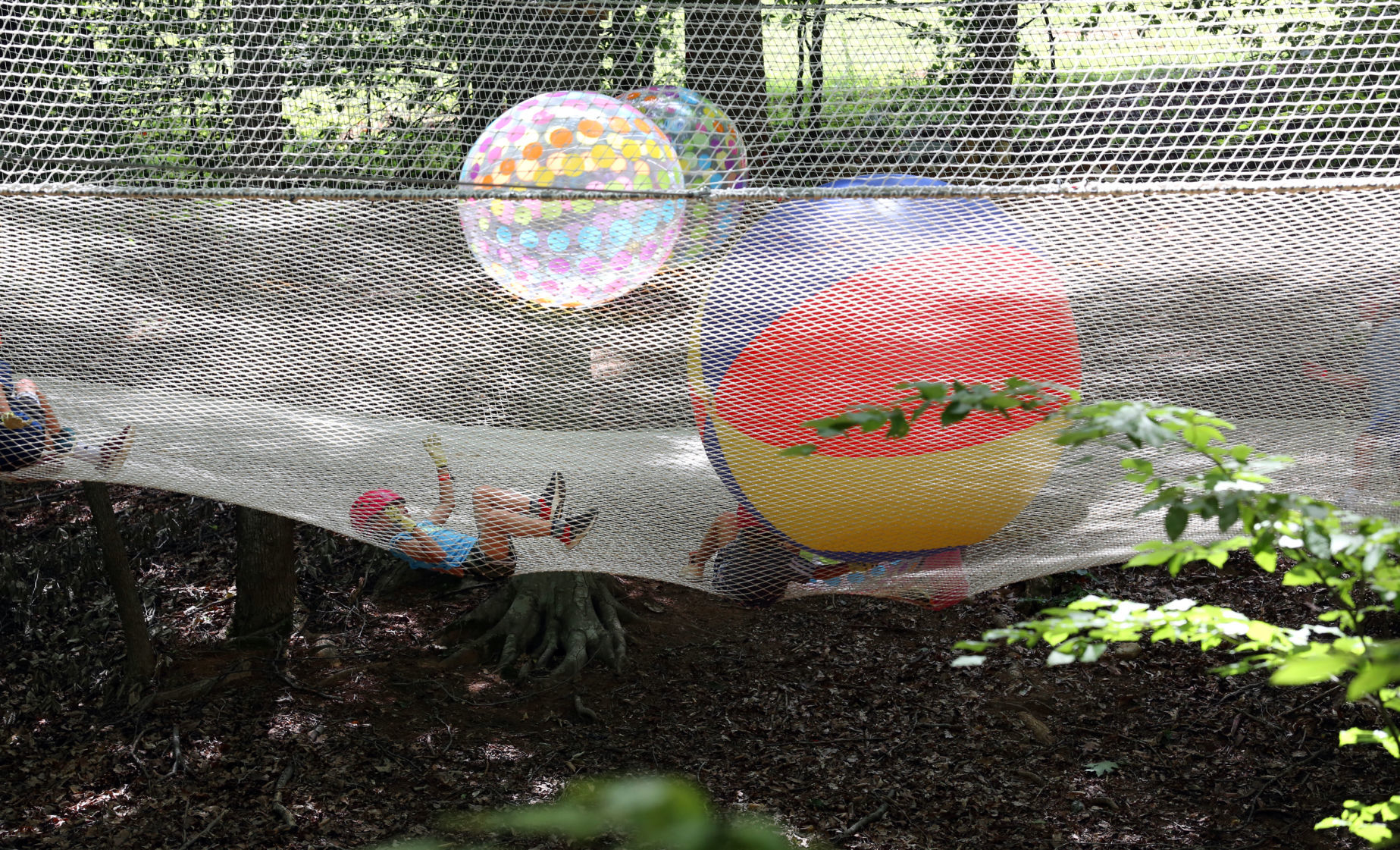 Treetop Quest